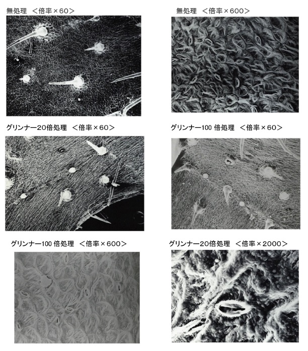 キウリ葉の電顕画像